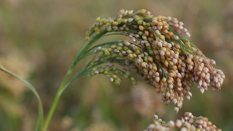 Sequencing Of Proso Millet Genome Could Raise Yields Expand Production Range CropWatch 